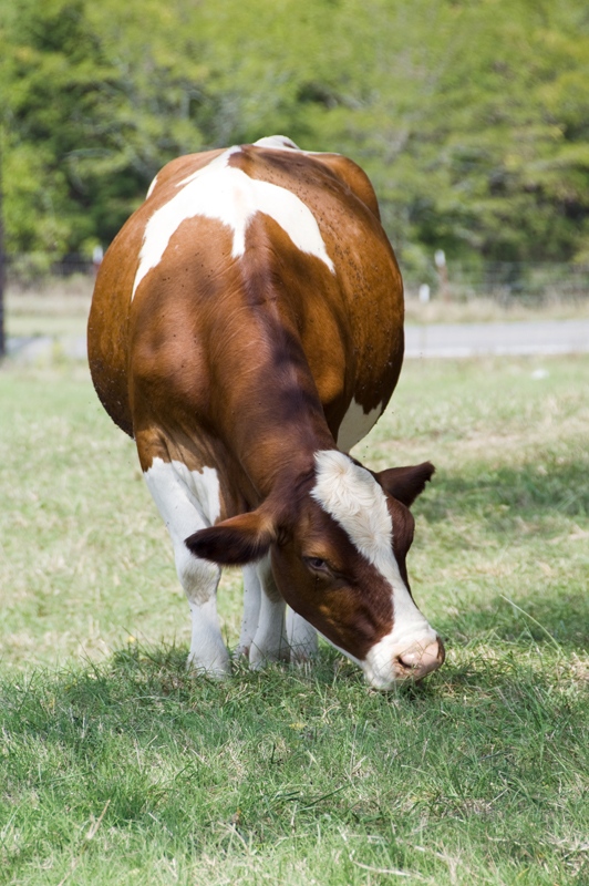 Cow  Picture
