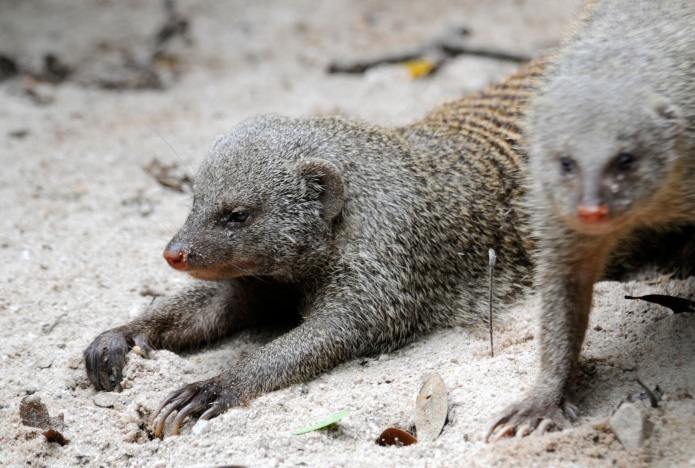 mongoose picture