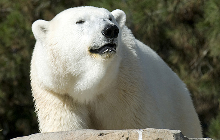 polar bear picture