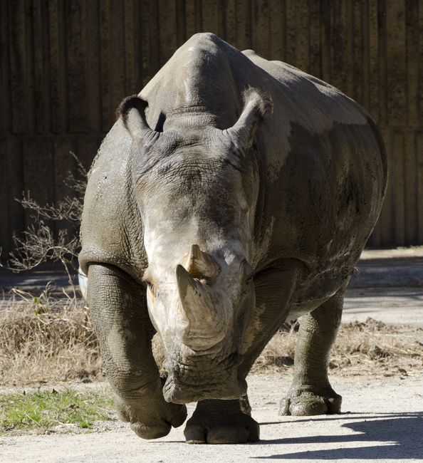 rhinoceros picture