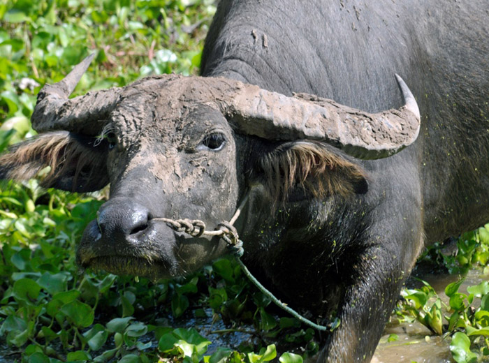 water buffalo picture