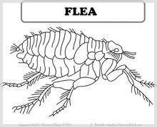 flea.jpg