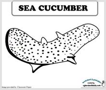 sea_cucumber.jpg
