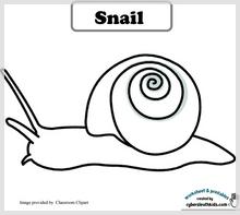 snail_41.jpg