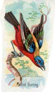 5AS_birdbuntingbirds