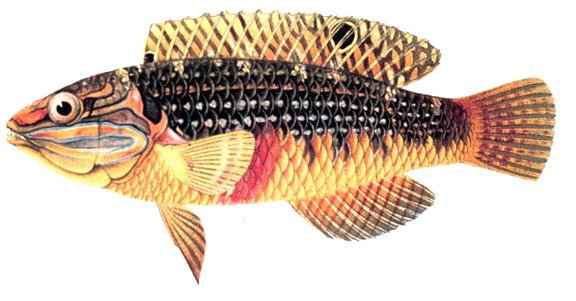fish3111ADfish
