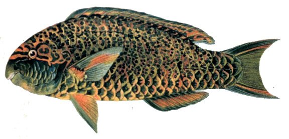 fish3112ABfish