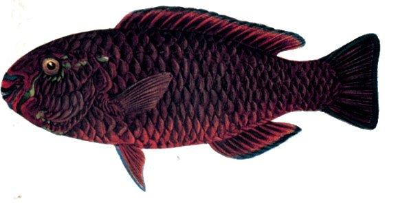 fish3112ADfish