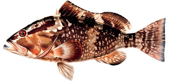 fish3131AAfish