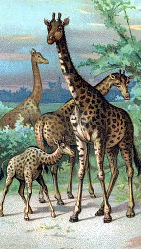 5AS_giraffeemammals
