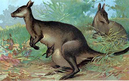 5AS_kangaroomammals
