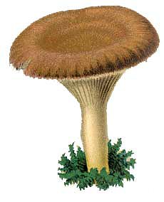 CAS_mushrooms002Amushrooms