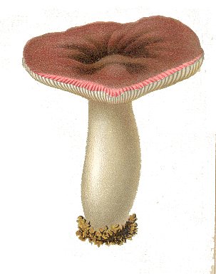 CAS_mushrooms005Amushrooms