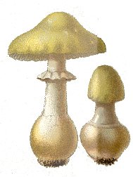 CAS_mushrooms007Amushrooms