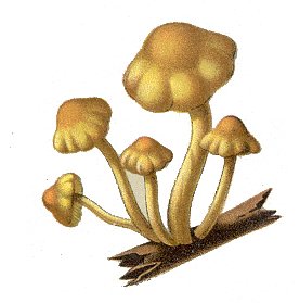 CAS_mushrooms008Amushrooms
