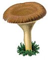 CAS_mushrooms002A.jpg