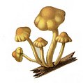 CAS_mushrooms008A.jpg