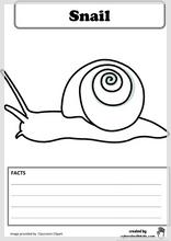 snail_facts.jpg