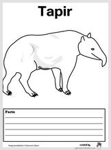tapir_facts.jpg