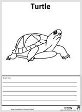 turtle_facts2.jpg