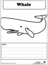whale_facts.jpg